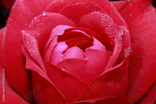 Vibrant Red Rose flower Macro.