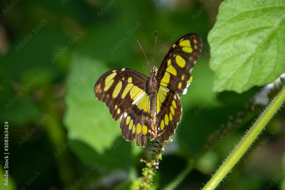 buttefly on a leaf