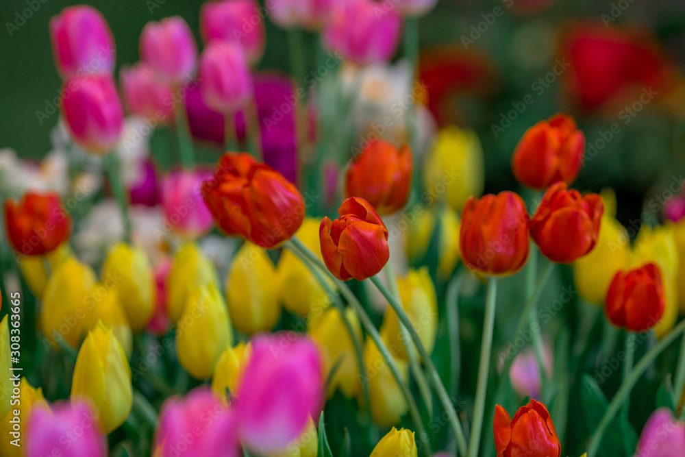 Fototapeta premium A colorful flower background wallpaper of tulips (pink, red, white, orange, yellow, green, purple) planted in a garden plot for the beauty to see, a species that grows in cold weather. Or winter