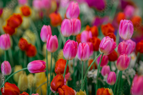 Flower background view The colorful colors of tulips (pink, red, white, orange, yellow, green, purple) planted in gardens for the beauty of the spectators, are species that grow in cold weather.
