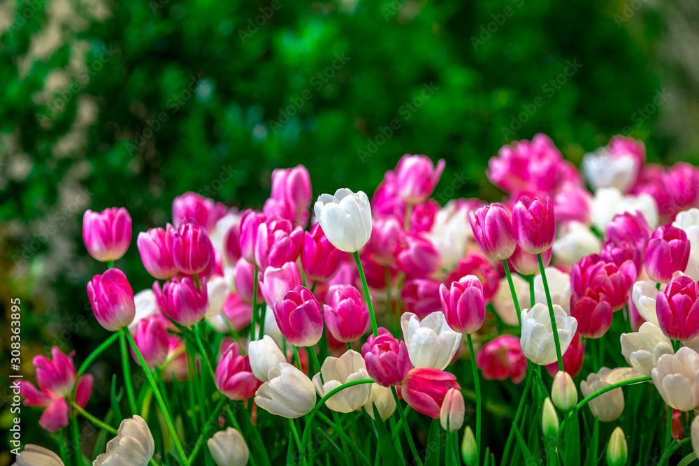 Fototapeta premium Flower background view The colorful colors of tulips (pink, red, white, orange, yellow, green, purple) planted in gardens for the beauty of the spectators, are species that grow in cold weather.