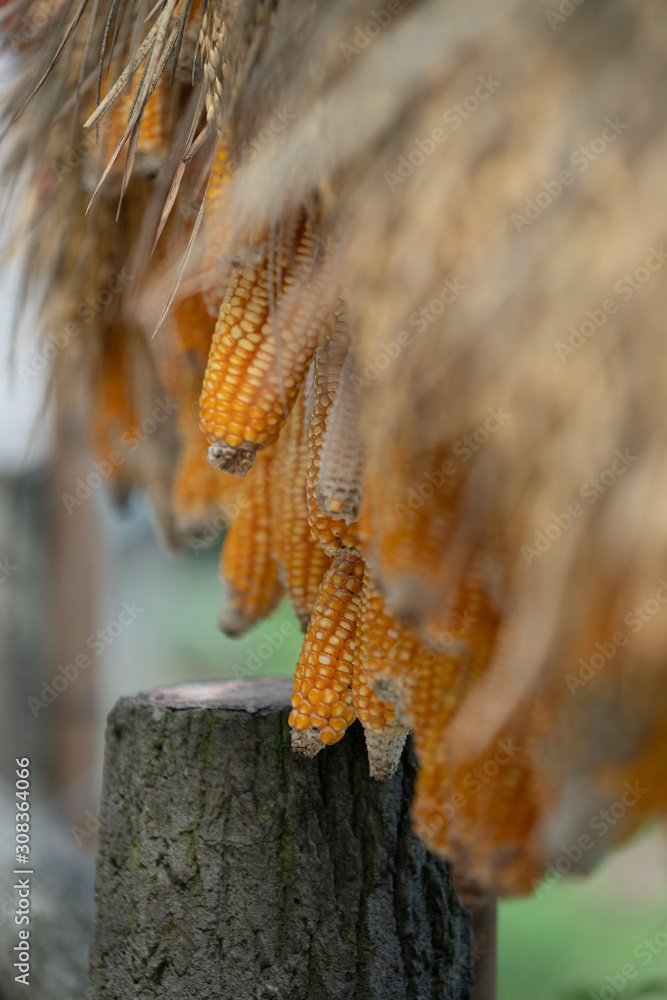 custom made wallpaper toronto digitalCorn Harvest China