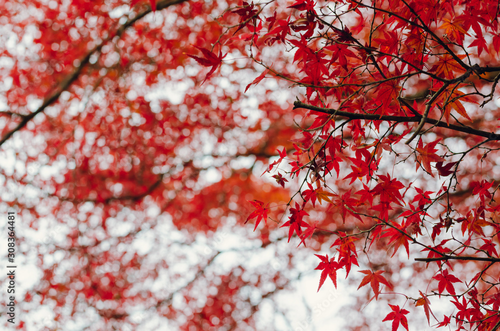 Focus and blurred colorful maple leaves tree background in Autumn of Japan. Focus and blurred colorful maple leaves tree background in Autumn of Japan.