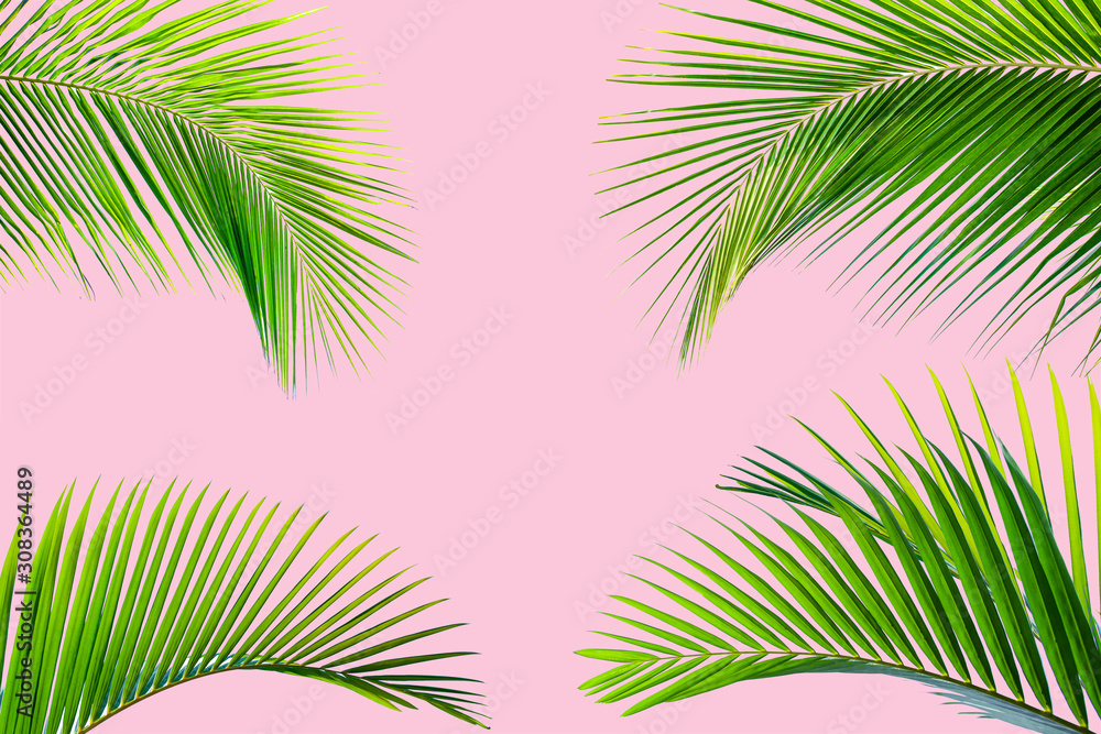 Natural palm leaf on pastel pink background, nature background