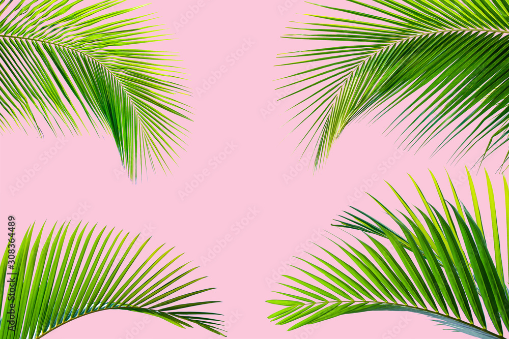Obraz premium Natural palm leaf on pastel pink background, nature background