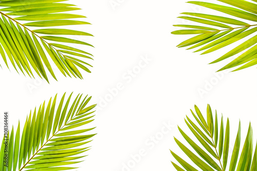 Beautiful coconut leaf isolated on white background  tropical summer background