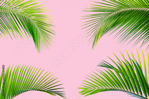 Natural palm leaf on pastel pink background  nature background