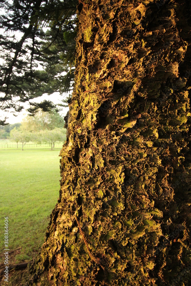 Obraz premium Tree with Bark