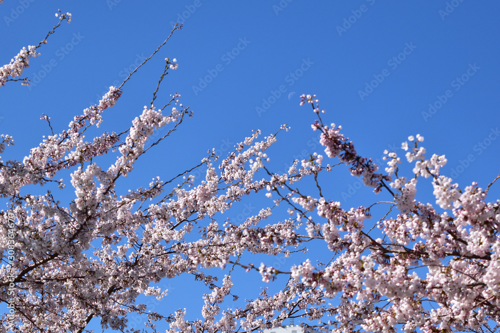 咲き始めた桜と青空