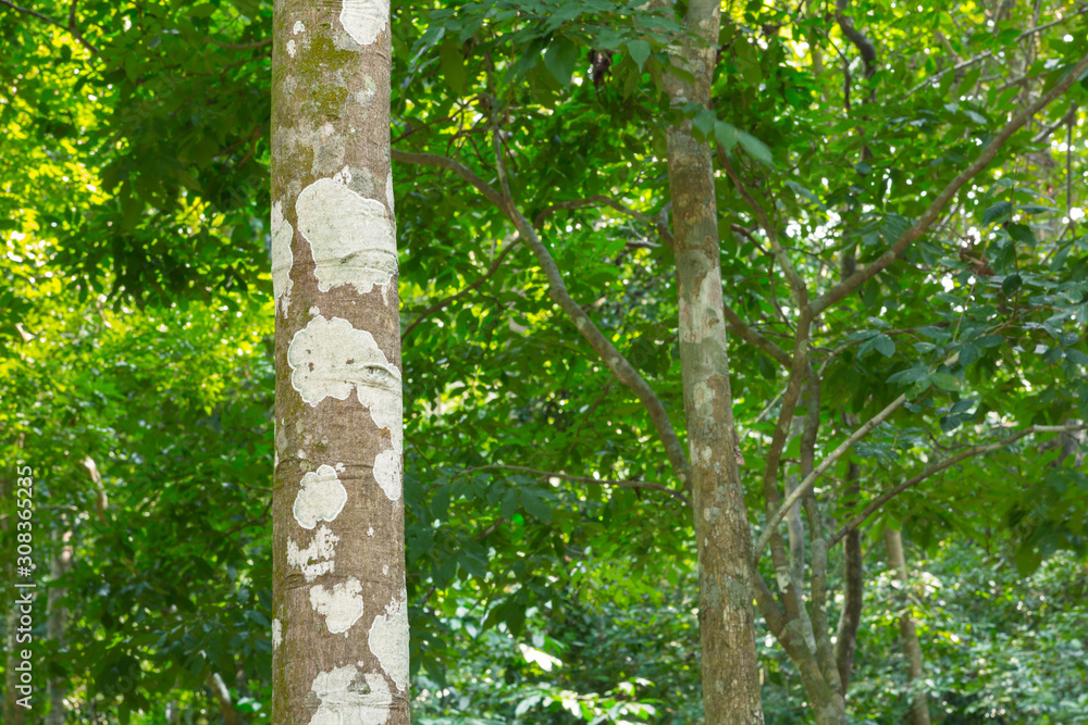 Fototapeta premium tree in the forest with blurred background
