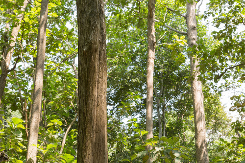 Teak trees in nature Thailand