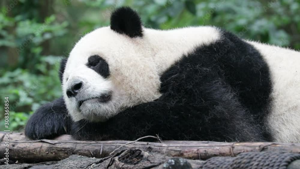 Close up Sleeping Panda, China Close up Sleeping Panda, China