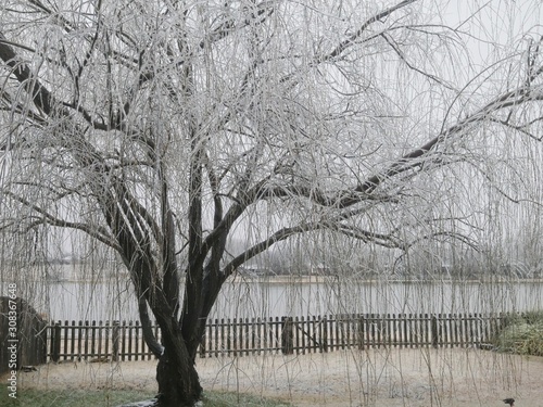 Willow tree near a pond covered with icycles in winter photo