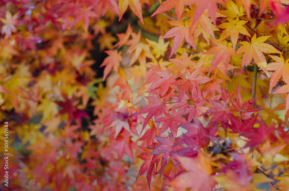 Focus and blurred colorful maple leaves tree background in Autumn of Japan. Focus and blurred colorful maple leaves tree background in Autumn of Japan.