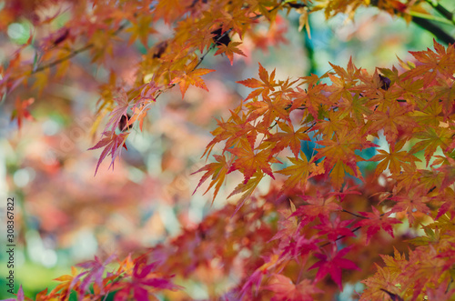 Focus and blurred colorful maple leaves tree background in Autumn of Japan.