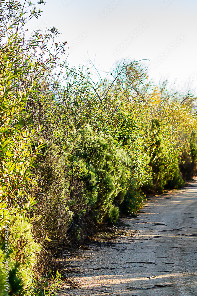 dirt walking path with long stripes of shadows from trees and shrubbery