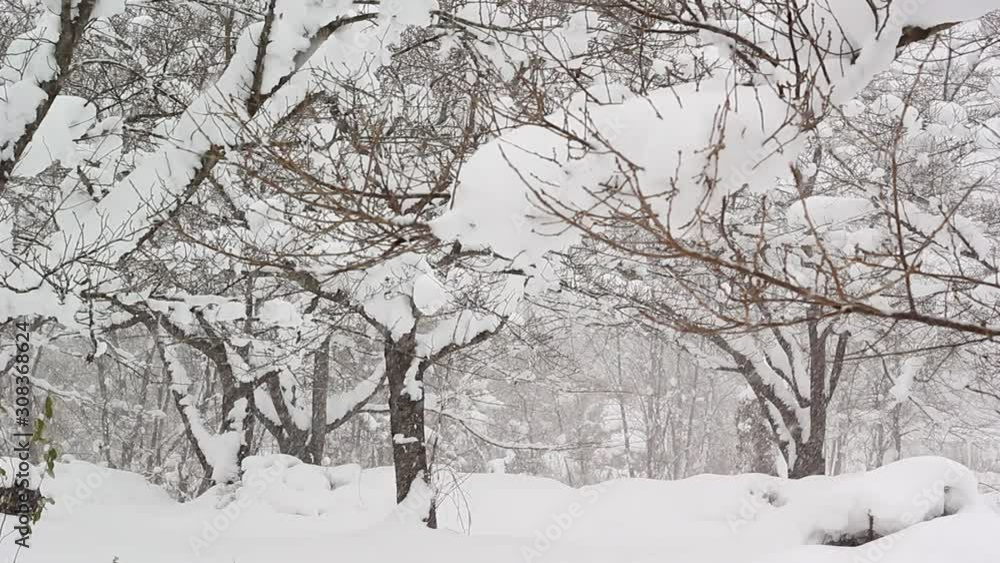 ちらちら降る雪 冬イメージ 秋田県 自然風景 ちらちら降る雪 冬イメージ 秋田県 自然風景