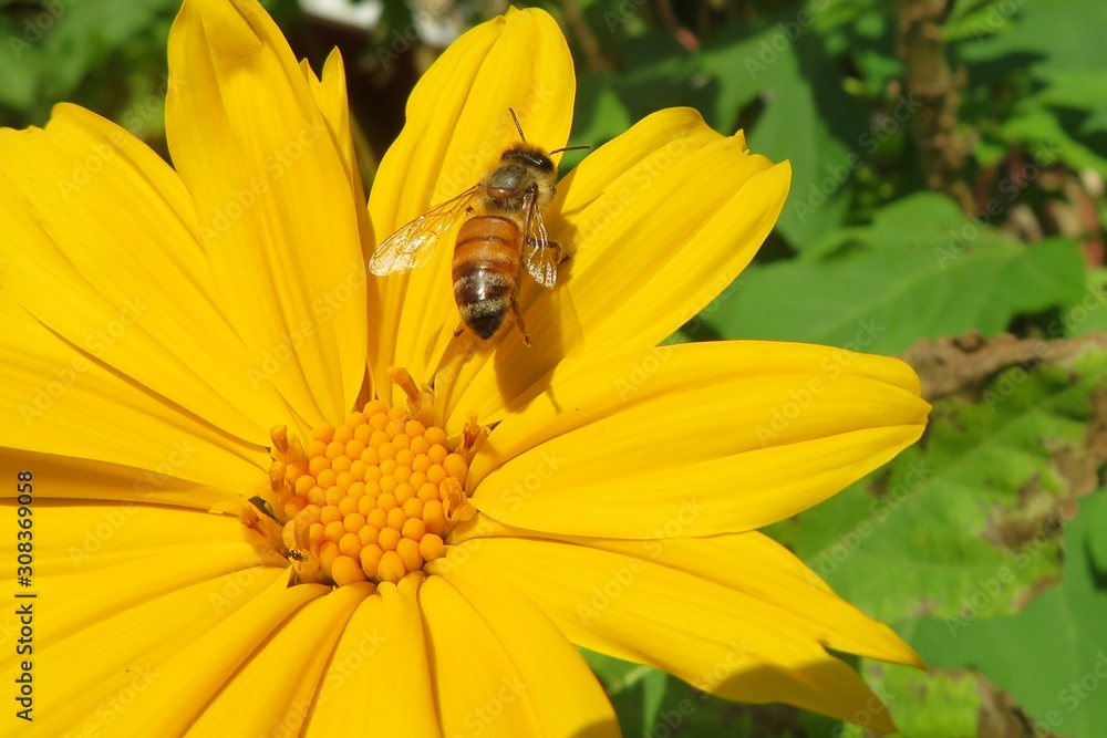 Bee on yellow flower in Florida nature, closeup Bee on yellow flower in Florida nature, closeup