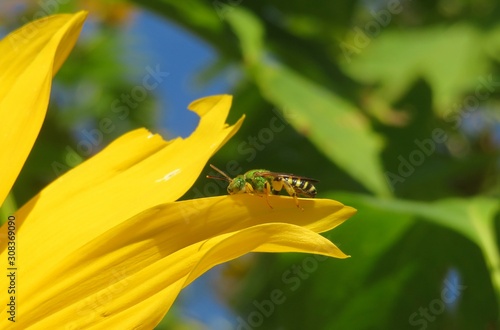 Green tropical sweat bee resting on yellow flower petal in Florida nature photo