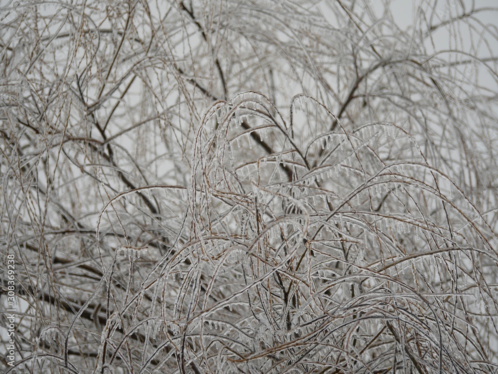 Twigs of a leafless tree all covered with ice in winter Twigs of a leafless tree all covered with ice in winter