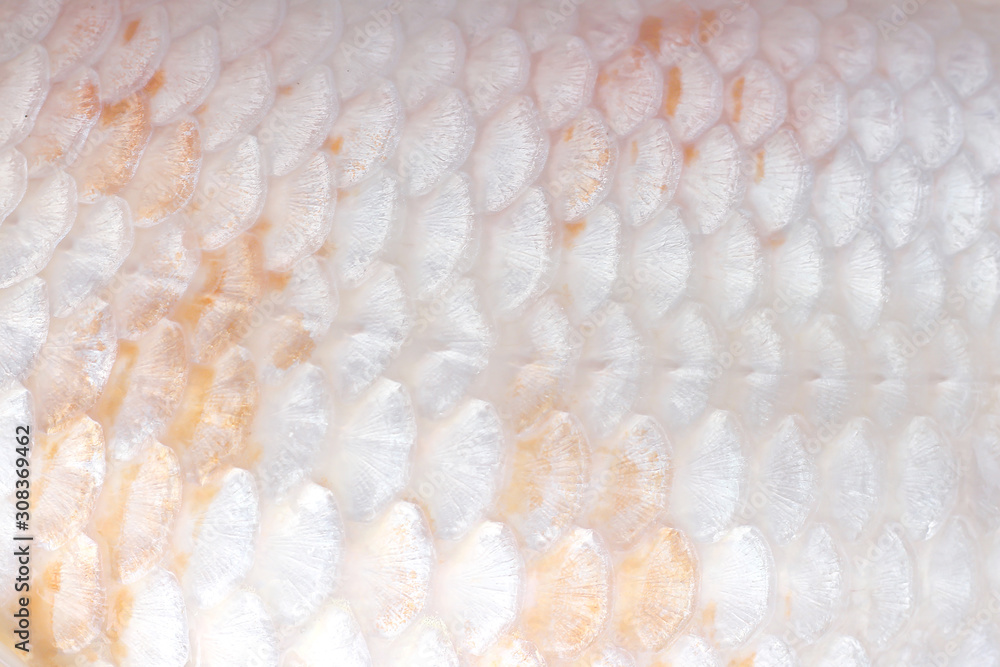 Carp white texture or koi fish scales seamless patterns , nature animal  skin background Stock Photo