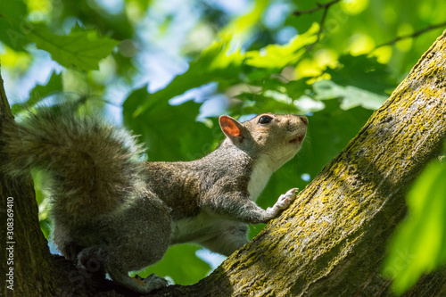 Fototapeta Naklejka Na Ścianę i Meble -  gray squirrel in front of a tree eats a hazelnut holding it with paws.
