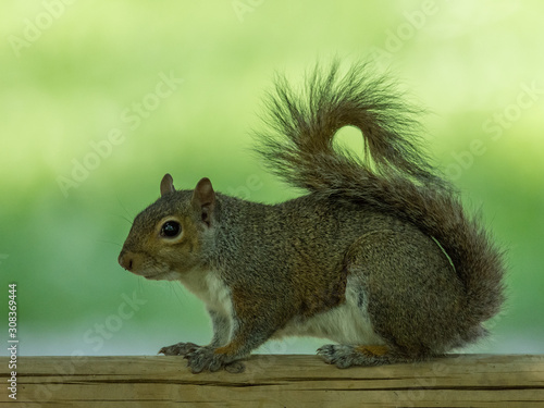 Gray squirrel in profile on a wooden fence, rolled up tail © Brambilla Simone
