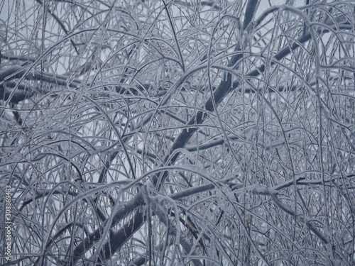 Enterwined branches and twigs of a big willow tree all covered with ice twigs covered with snow