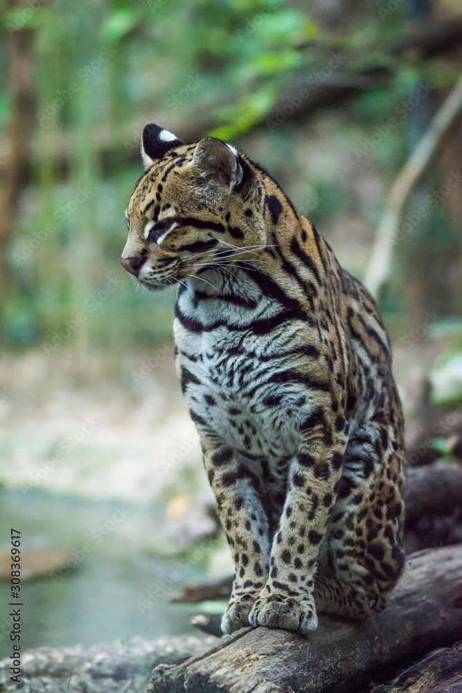 Obraz premium Ocelot (sitting)
