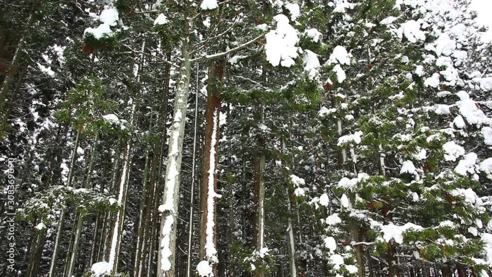 冬の森林 秋田県 雪 冬の森林 秋田県 雪