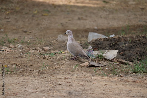 Beautiful white dove, dove of peace, on the wet road.The Eurasian collared dove is a dove species native to Europe and Asia