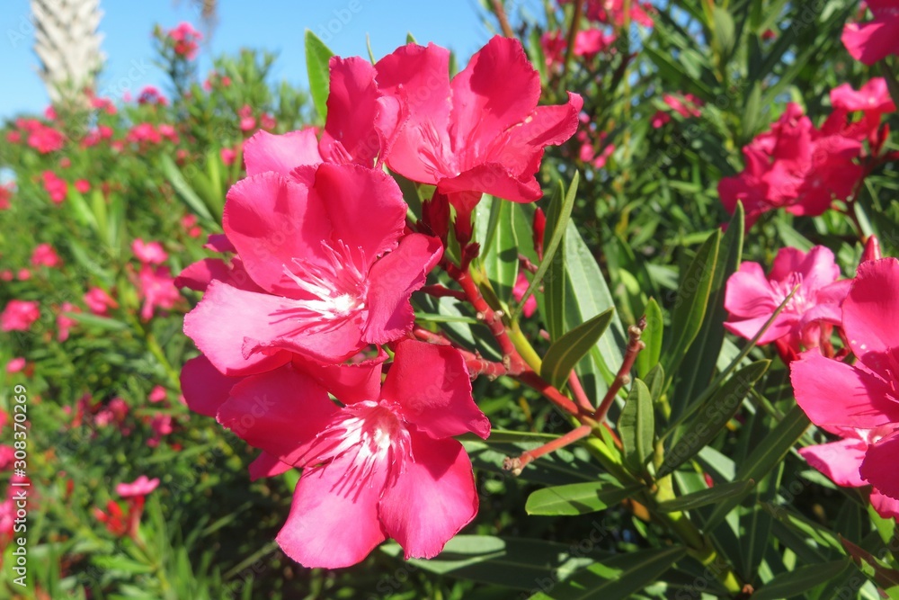 Beautiful pink oleander flowers in Florida nature, closeup