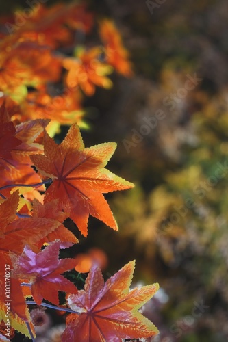 autumn orange leaf spring