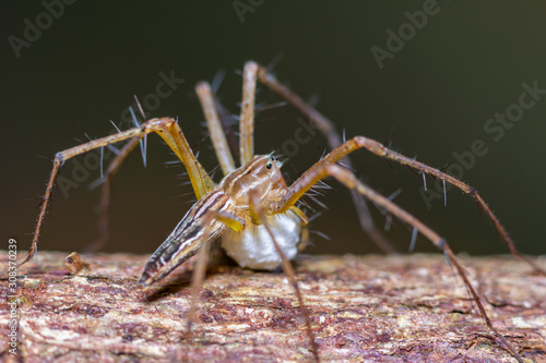 Brown stripes spider with its eggs