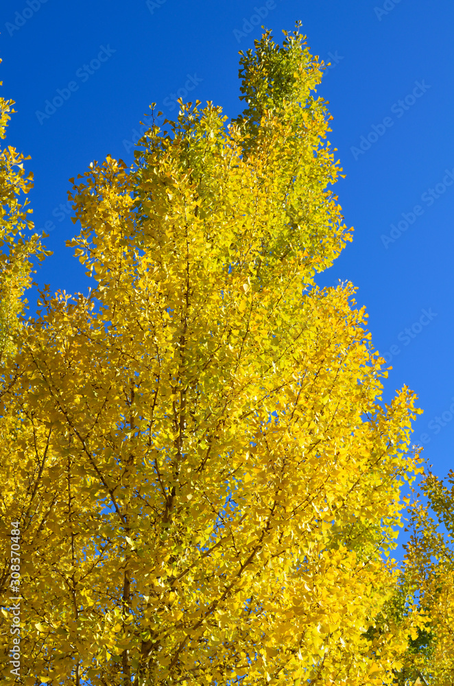 Brilliant yellow ginkgo tree fall foliage with blue sky in background