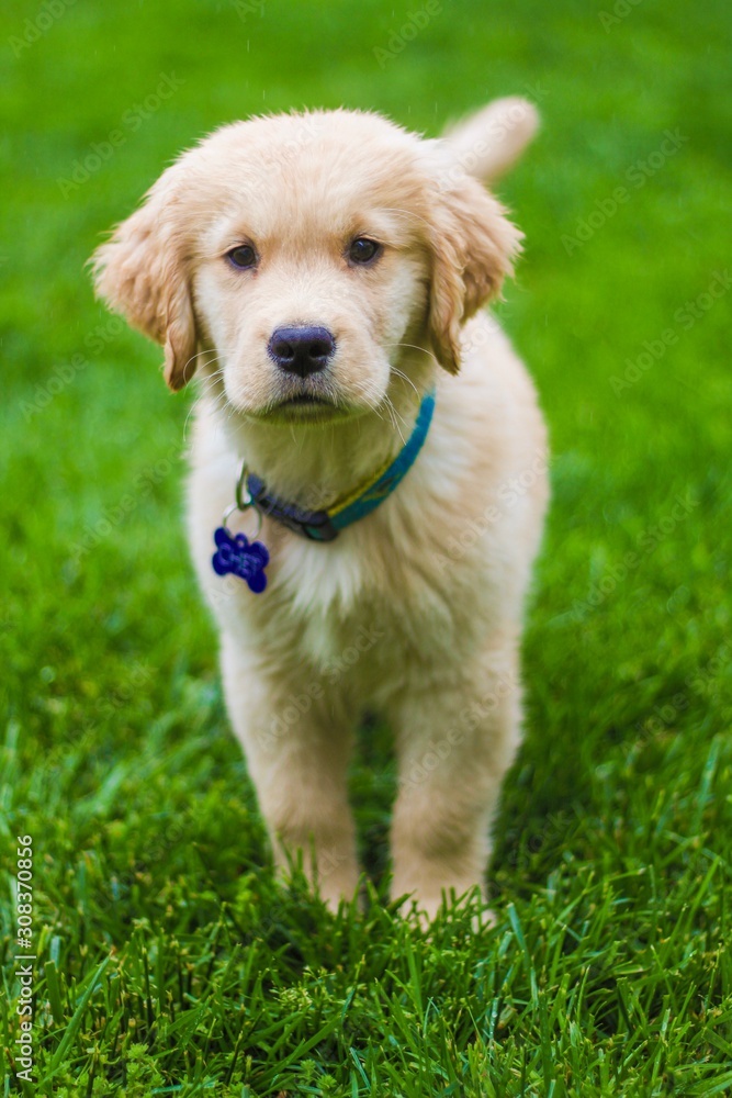 golden retriever puppy in grass