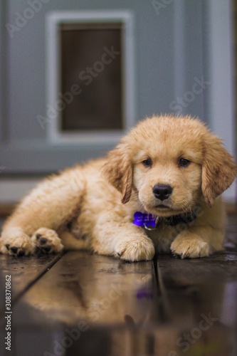 golden retriever puppy