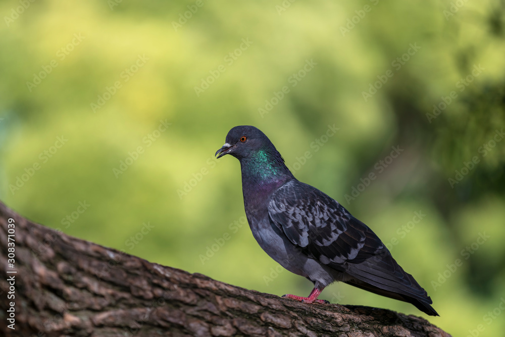 The rock dove, rock pigeon or common pigeon The rock dove, rock pigeon or common pigeon