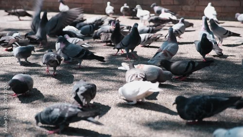 Large group of pigeons walking and bobbing their heads and pecking in town. photo
