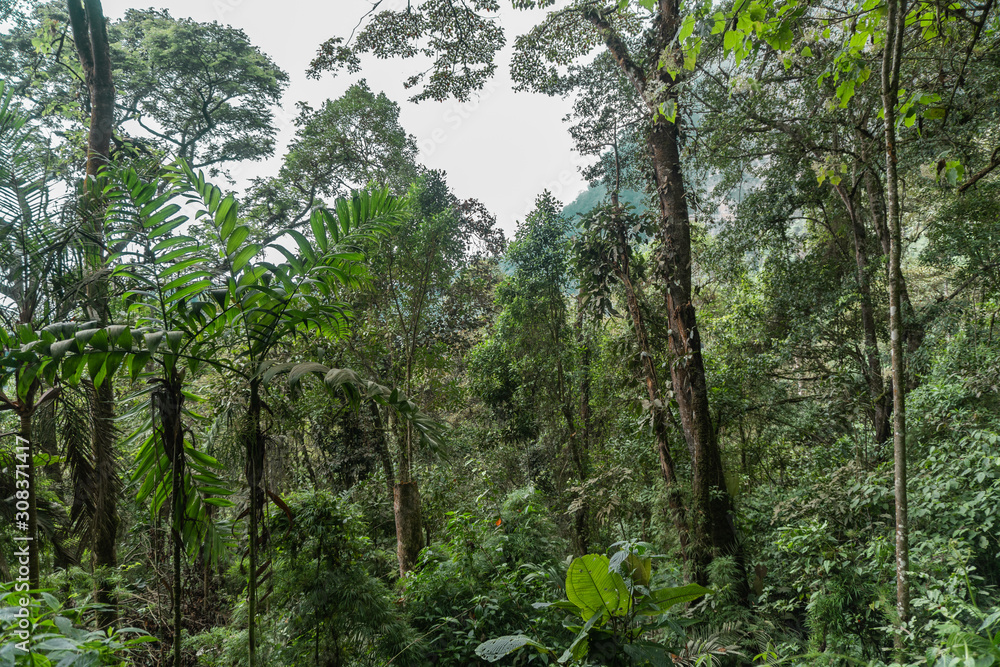 Fototapeta premium arboles altos en medio del bosque