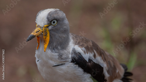 lapwing portrait