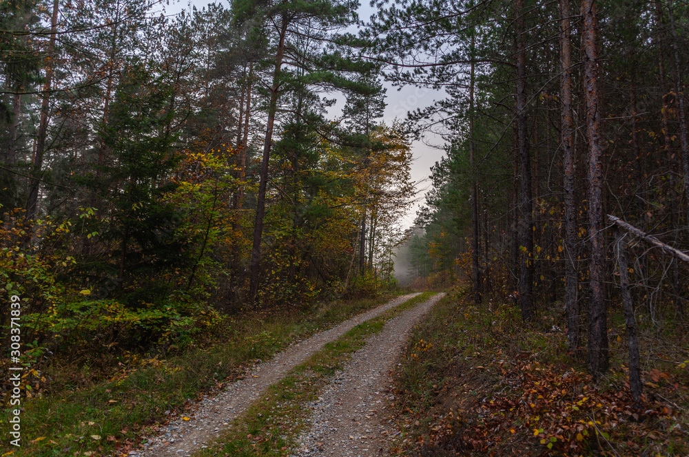 Herbstwald Herbstwald
