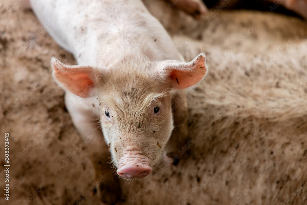 Cute newborn piglet in organic rural farm agricultural. Livestock industry concept. Cute newborn piglet in organic rural farm agricultural. Livestock industry concept.