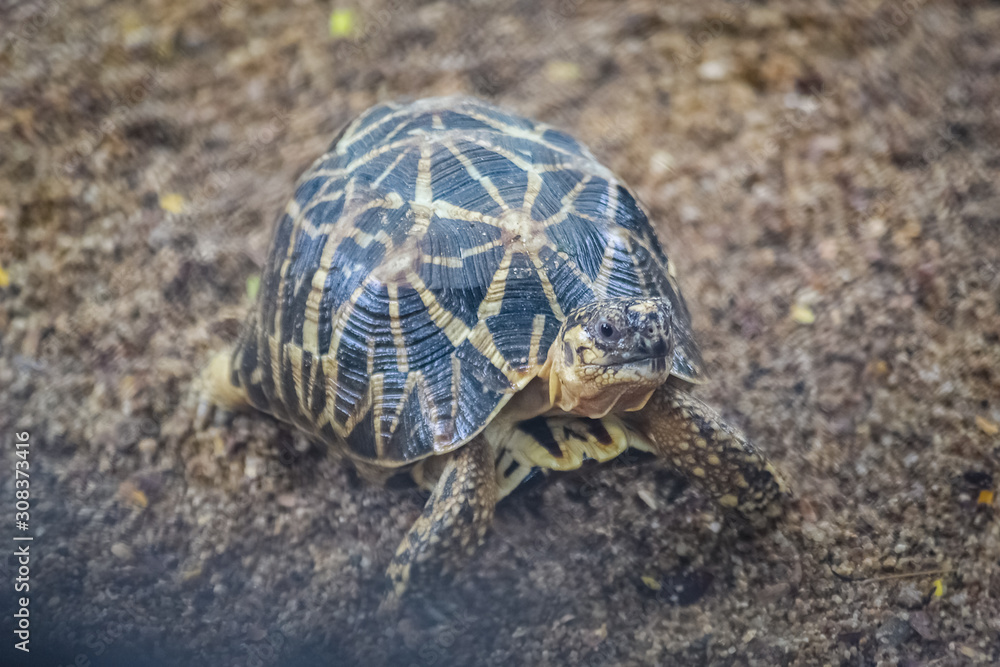 Fototapeta premium turtle on the road