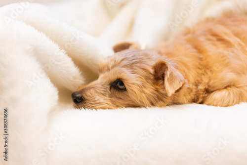 ソファでくつろぐノーフォークテリア犬 © blanche