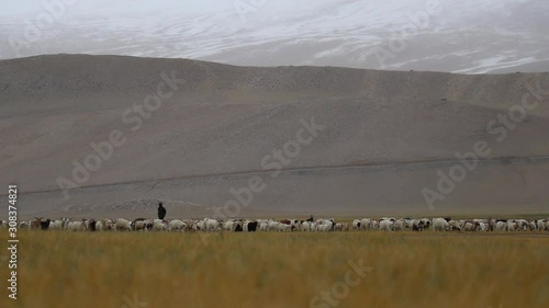 shepherds with his flocks of sheep and goats, changathang ladakh photo