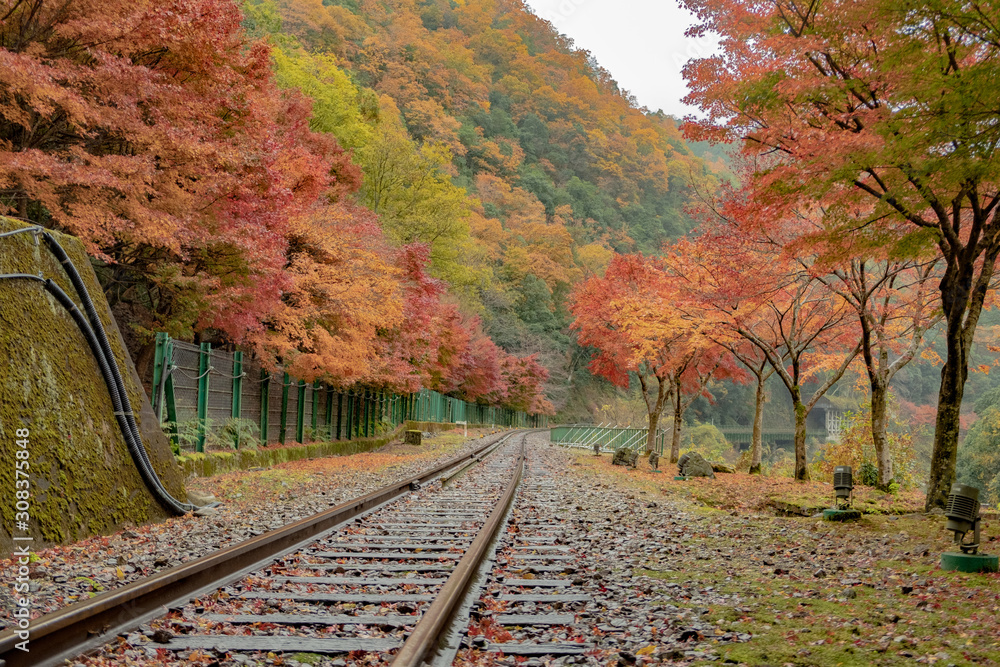 京都 紅葉 保津峡 保津川 嵯峨野観光鉄道 トロッコ 列車 広告 素材 テクスチャ Stock Photo Adobe Stock