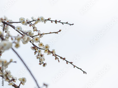 白い梅の花