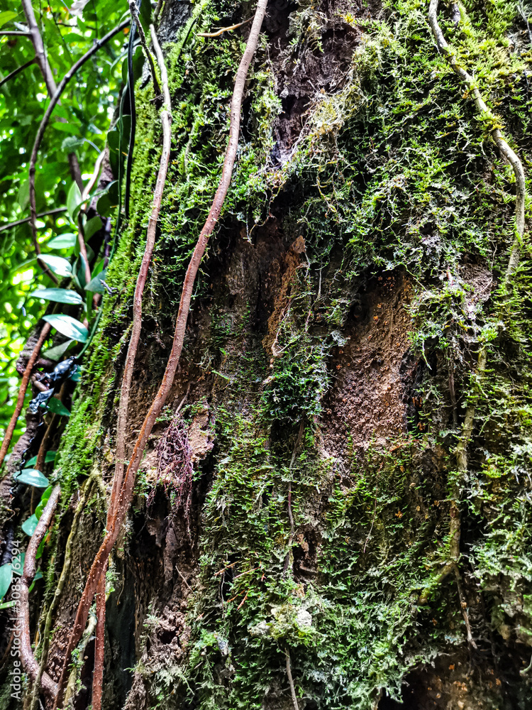 Moss texture with big old Tree in tropical forest, Close up freshness green Moss growing on tree, Beautiful in nature