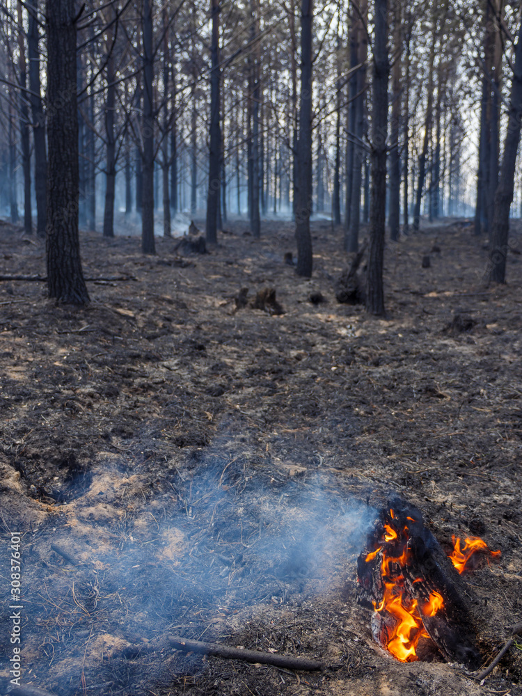 Bruning tree stump after a wildfire in a pine plantation on the slopes of the Outeniqua Mountains near George, Western Cape. South Africa. Bruning tree stump after a wildfire in a pine plantation on the slopes of the Outeniqua Mountains near George, Western Cape. South Africa.
